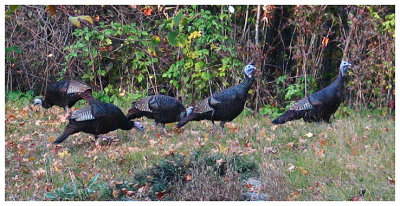 Turkeys in our Yard
