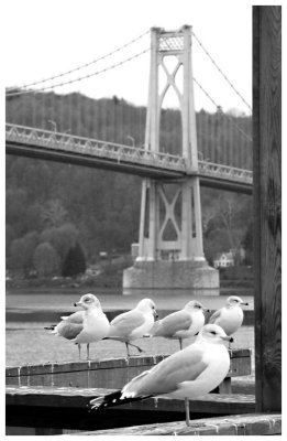 Seagulls