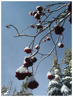 Winter Berries