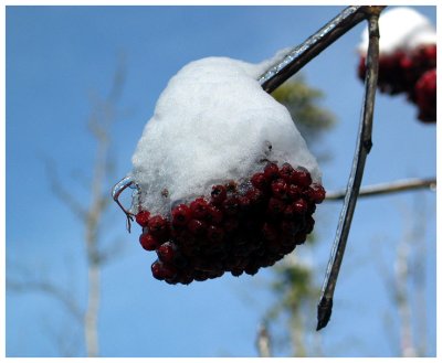 Winter Berries