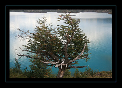 Tree at Lago Pehoe