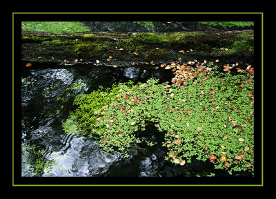 Mossy Stream at Onelli Bay