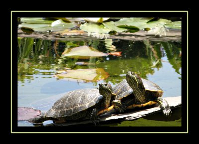 Greystone Turtles