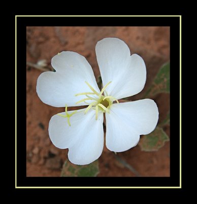 Desert Flower - Moab BLM Lands