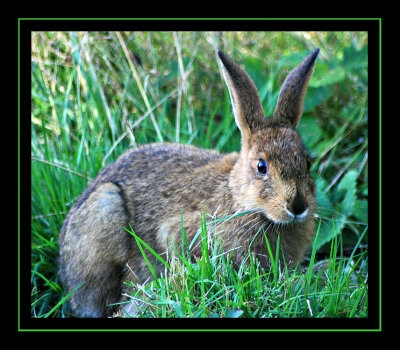 Fearsome Wildlife
