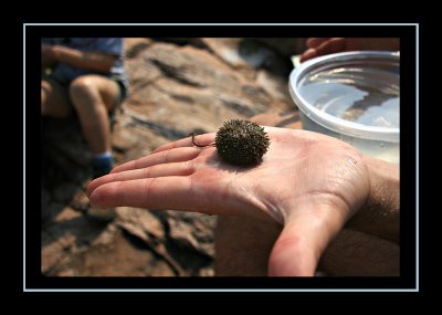 Sea Urchin