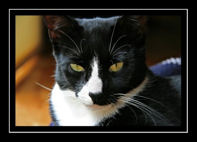 Linus