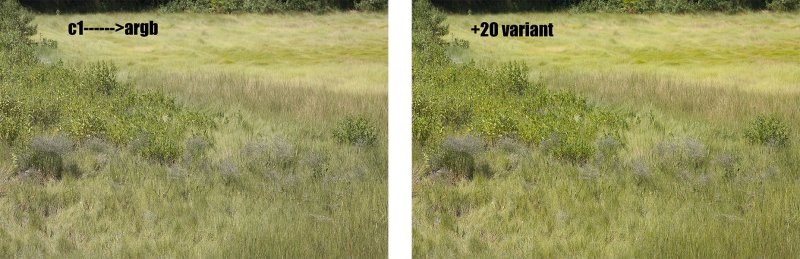 sea lavender marsh_c1->argb.jpg
