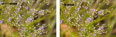 sea lavender_c1->dcam3.jpg