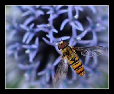 14-07-2006 - 079_filtered.jpg