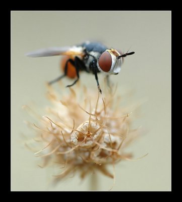 Ard�che - Ao�t 2006 - 1083_filtered.jpg