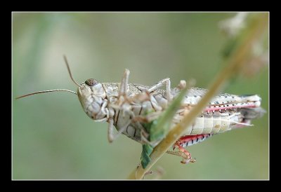 Ard�che - Ao�t 2006 - 1126_filtered.jpg