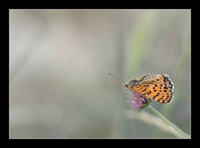 Ard�che - Ao�t 2006 - 1167_filtered.jpg