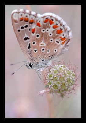 Ard�che - Ao�t 2006 - 1396_filtered.jpg