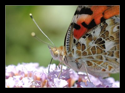 21-07-2006 - 042_filtered.jpg