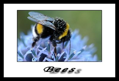 Bees copie2.jpg