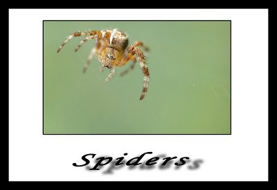 spiders copie2.jpg