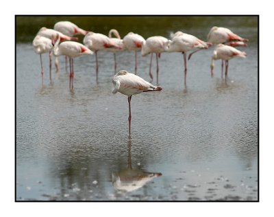 Ardeche - Birds