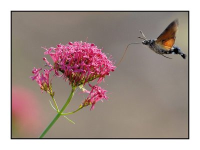 Ardèche - Macros