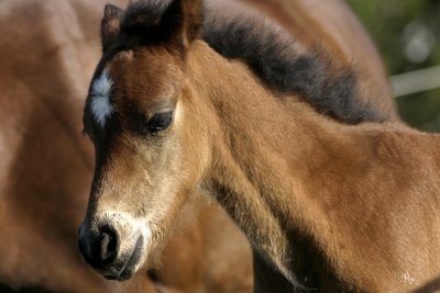 May 4, 2007- Young Colt