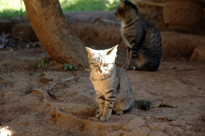 Cute kitten soaks in the sun