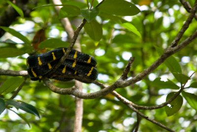 Cause, the poisonous mangrove snake