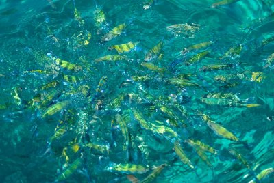 A small school of fish! They eat sliced watermelon, bread and pineapples with glee