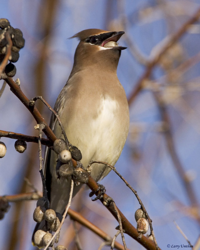 Cedar Waxwing