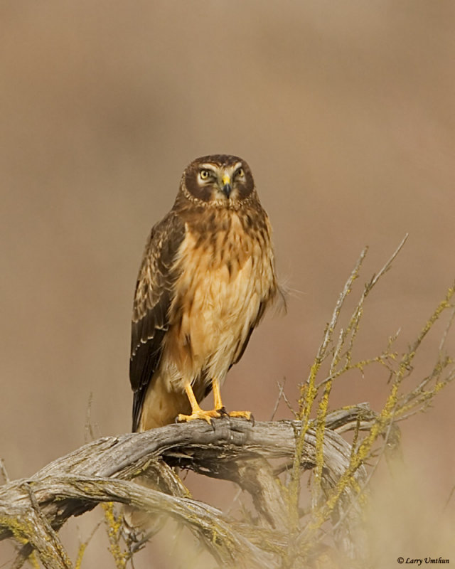 Northern Harrier