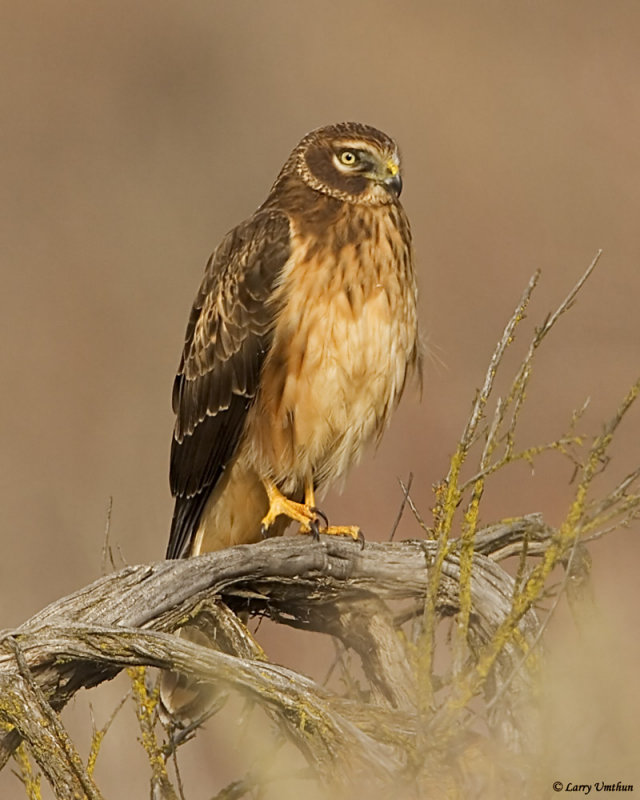 Northern Harrier