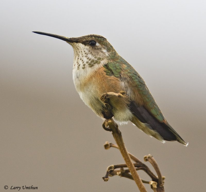Rufous Hummingbird