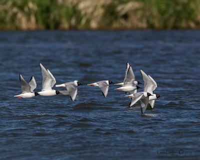 Bonaparte's Gulls