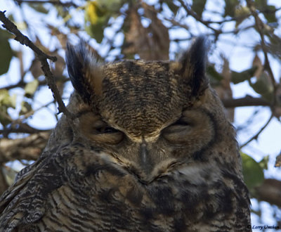 Great Horned Owl