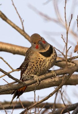 Northern Flicker (Male)