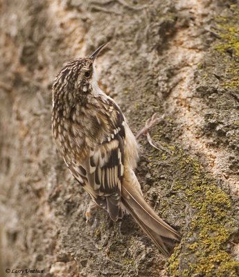 Brown Creeper