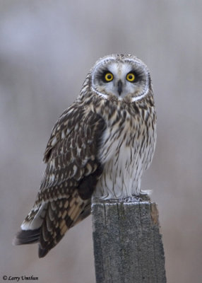 Short-eared Owl