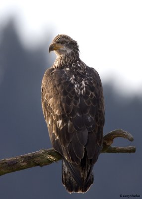 Bald Eagle (Juvenile)