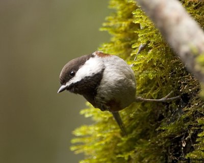 Chestnut-backed Chickadee