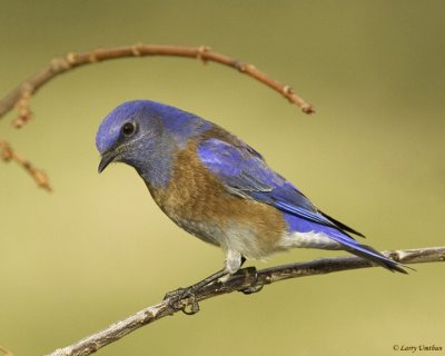 Western Bluebird (Male)