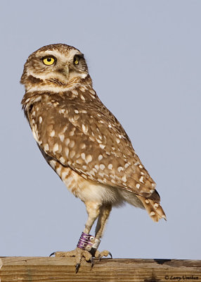 Burrowing Owl