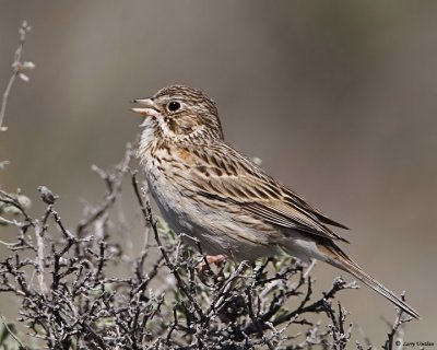 Vesper Sparrow