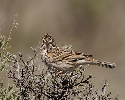 Vesper Sparrow