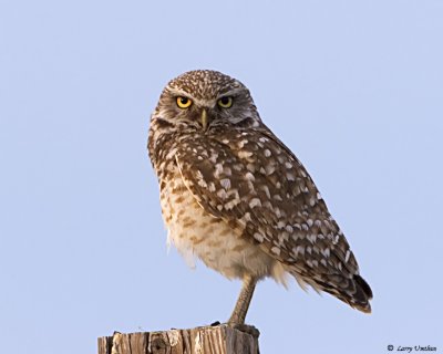 Burrowing Owl