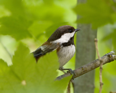 Chestnut-backed Chickadee