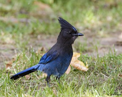 Jays
