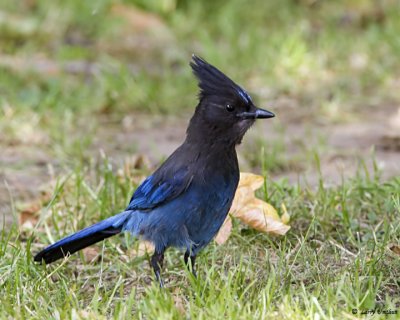 Stellers Jay