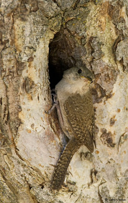 House Wren