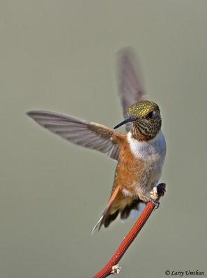 Rufous Hummingbird