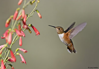 Rufous Hummingbird