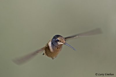 Rufous Hummingbird